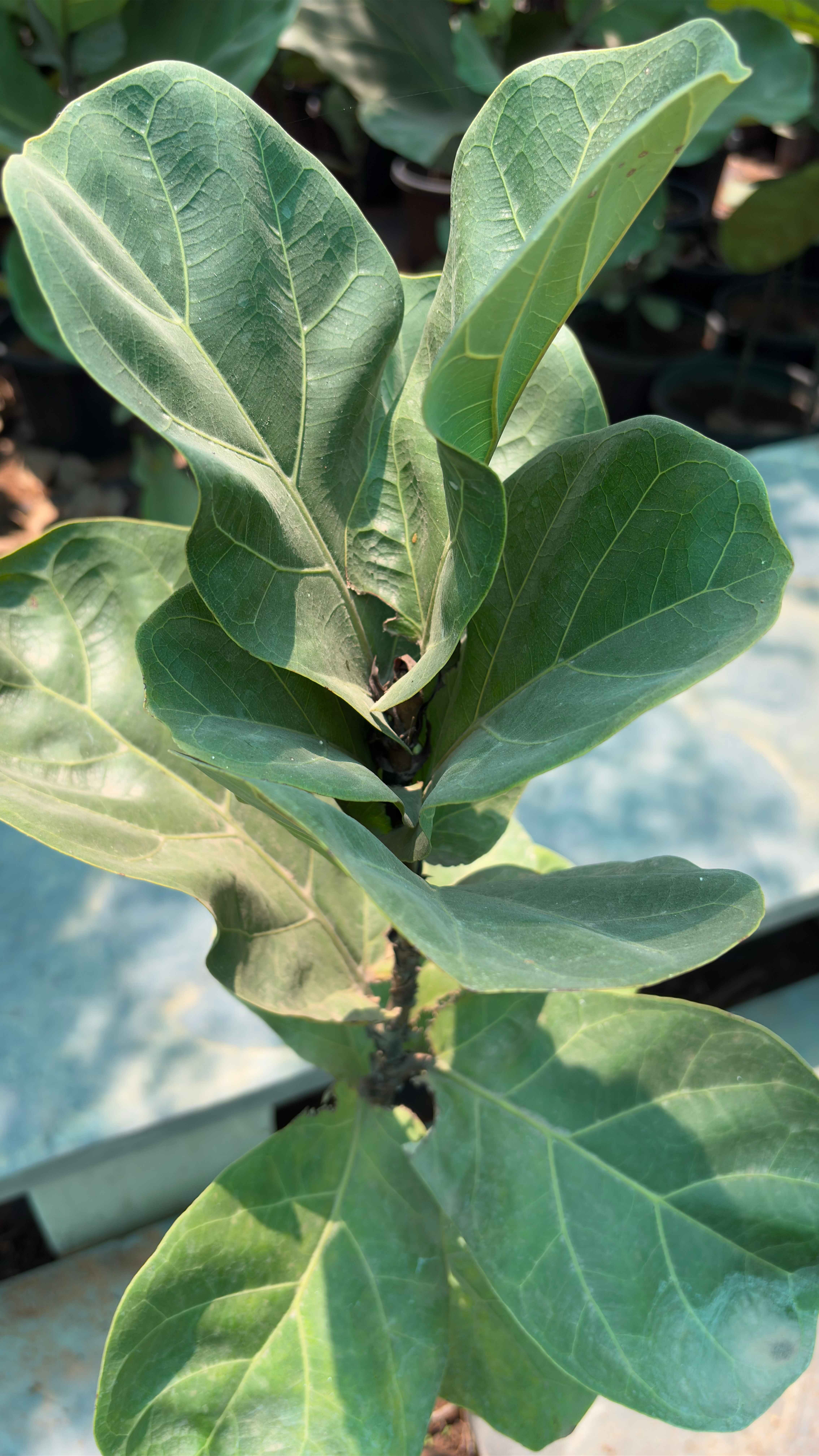 Ficus iyrata